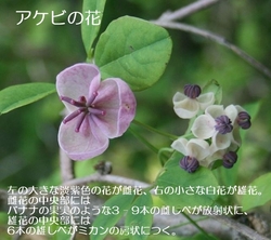 あけびの花.JPG