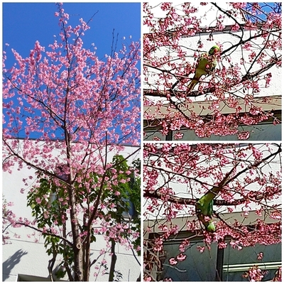 インコと桜.jpg