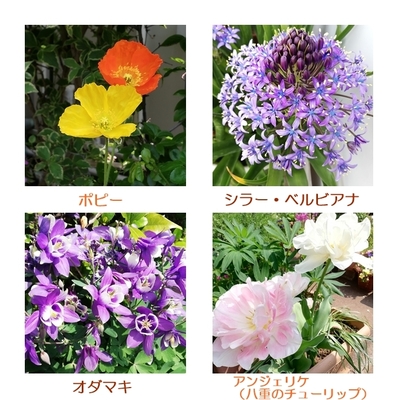 花々.jpg
